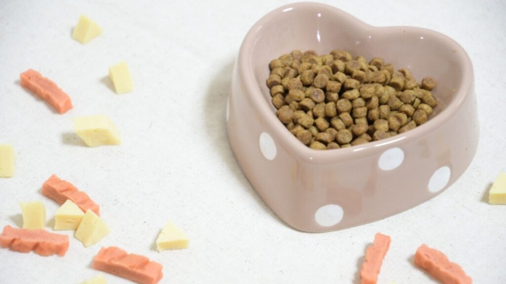 老犬が食べない理由と対策「水分補給の重要性」と今すぐ出来るケア方法を解説