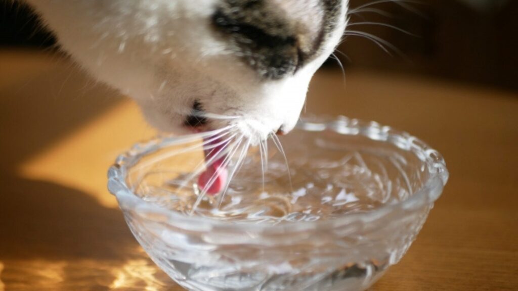 猫にウォーターサーバーの水をあげても大丈夫？安全な水選びと注意点を解説