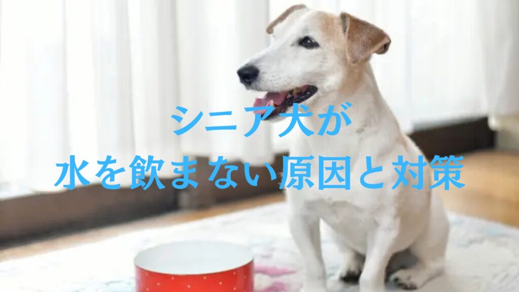 シニア犬が水を飲まない原因と対策 – 水分補給の工夫と今すぐチェックすべき危険サイン