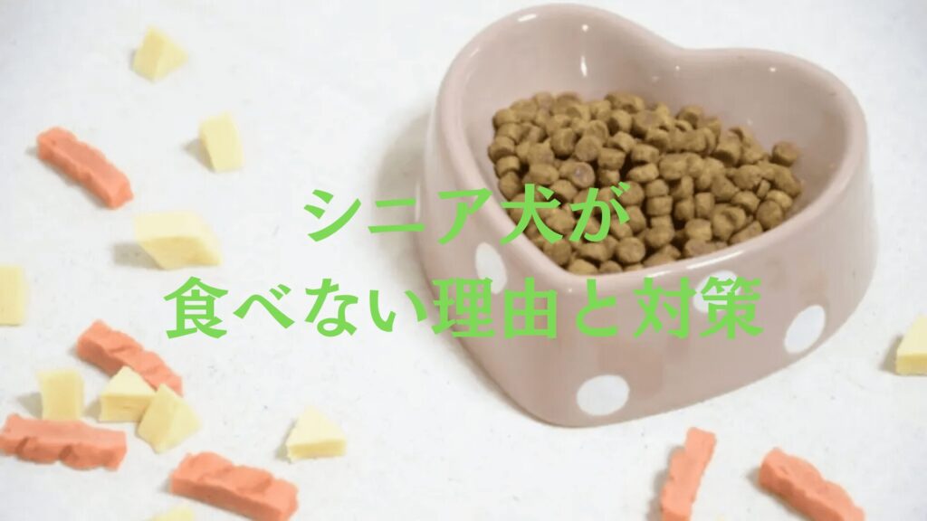 シニア犬が食べない理由と対策「水分補給の重要性」と今すぐ出来るケア方法を解説