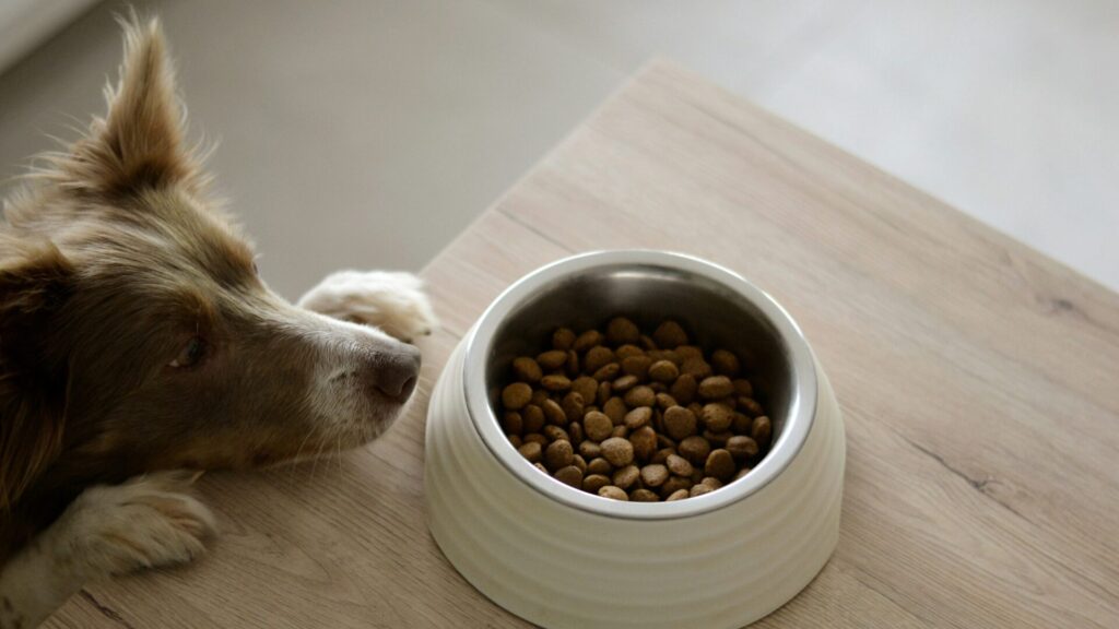 シニア犬に食べさせたい食べ物と水の選び方とは？食欲低下・嚥下ケアの対策まとめ