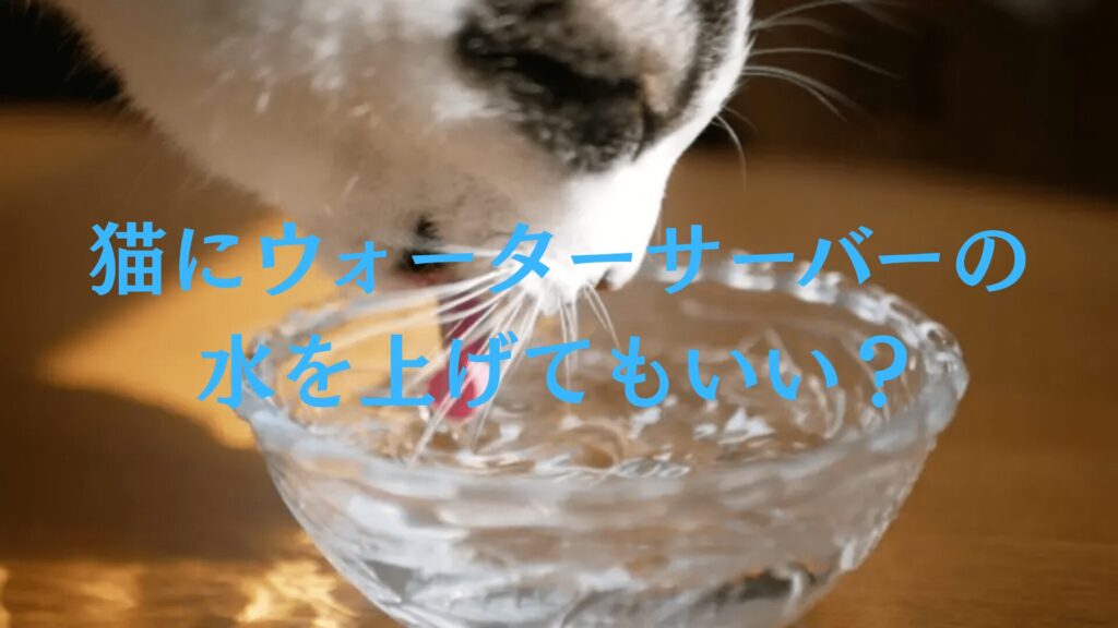 猫にウォーターサーバーの水をあげても大丈夫？安全な水選びと注意点を解説