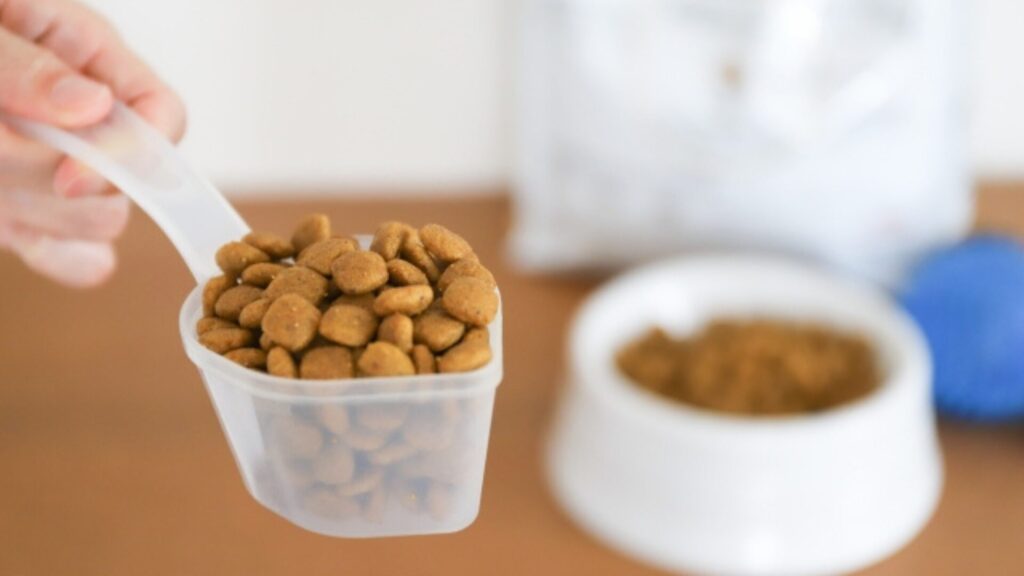 シニア犬は1日何食が正解？最適な食事回数の決め方と栄養管理方法