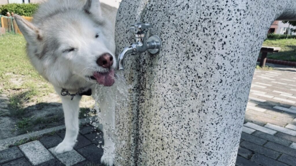 シニア犬が水を飲まない原因と飲ませ方”脱水症状の見分け方と対策”もチェック